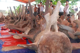 Phát hiện bộ xương cá voi lớn nhất Đông Nam Á