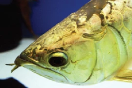 Huyền thoại cá Rồng