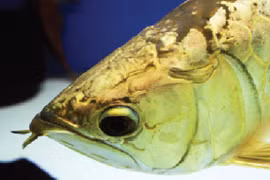 Huyền thoại cá Rồng