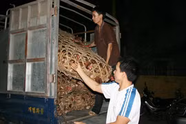 “Thả nổi” thịt thối, gà lậu 