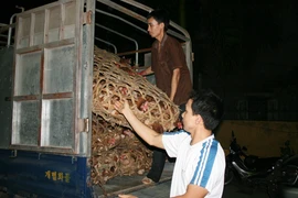 “Thả nổi” thịt thối, gà lậu 