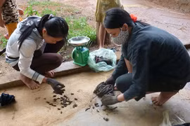 Miền Trung lại lên "cơn sốt đỉa"