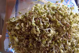 Nhiều mẫu giá đỗ nhiễm Asen 