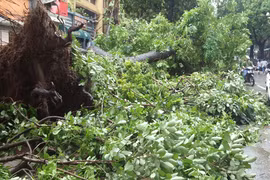 Đơn vị quản lý cây xanh vô cảm hay sợ trách nhiệm? 