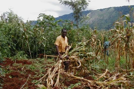 Rộng cửa WTO cho nước nghèo 