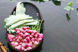 “Sen trong đời sống văn hóa Việt”