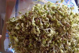 Nhiều mẫu giá đỗ nhiễm Asen 