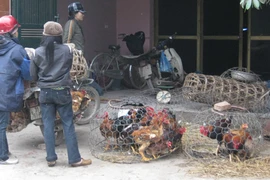 Gia cầm sống bán “vô tư” trên phố