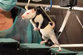 Hy vọng mới cho bệnh nhân bị liệt 