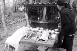 Lời nguyền của “rừng Chết” 