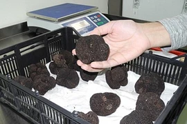 Săn lùng “kim cương đen” 