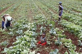 Trả đất cho nước nghèo 