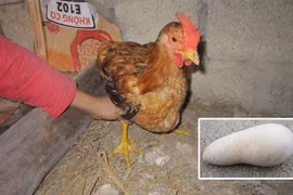 Gà trống đẻ trứng dài 15cm