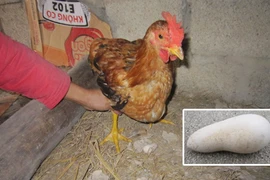 Gà trống đẻ trứng dài 15cm