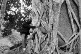 Về xứ Nghệ ngắm cây sanh “khủng” 