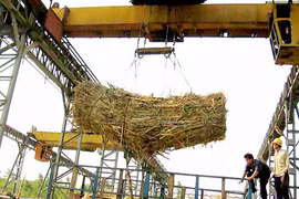 Sẽ nhập khẩu 80.000 tấn đường của Hoàng Anh Gia Lai ở Lào?