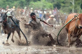 Về vùng Bảy Núi xem đua bò 