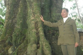 Bí ẩn 5 cây thị cổ thụ