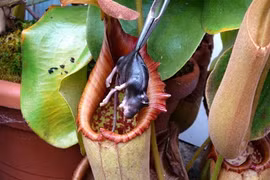 Hãi hùng cây ăn thịt người