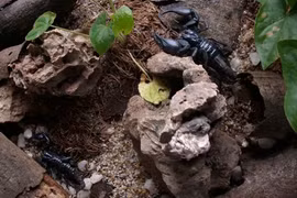 Những thú chơi dễ ... chết người