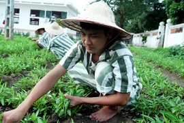 Mặt măng sữa chứa tâm đen 