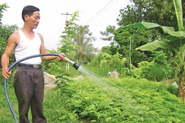 Cây sưa được lùng mua với giá tiền tỷ: Đâu là giá trị thực? 