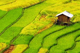 Mùa thu trên những "thửa ruộng trời" 