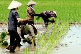 Sẽ quản chặt đất trồng lúa 