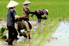 Sẽ quản chặt đất trồng lúa 