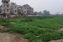 Chủ đầu tư dành 2.500m2 đất, lập nghĩa trang mới 