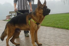 ‘‘Mốt” chơi chó thuần chủng