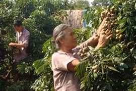 Sức bật từ đất nhãn 