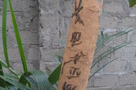 Bí ẩn cây nhãn bỗng dưng nổi chữ