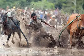 Về vùng Bảy Núi xem đua bò 