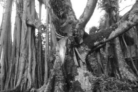 Huyền bí "cụ đa Rùa"