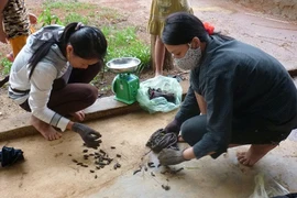 Miền Trung lại lên "cơn sốt đỉa"