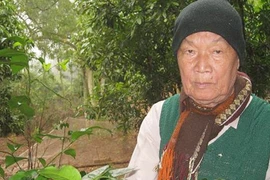 Săn lùng sâm quý tiến vua