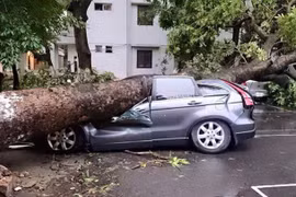 Thêm hình ảnh giông lốc khiến nhiều cây đổ tan hoang ở Hà Nội