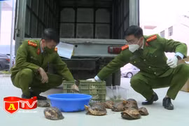 Phát hiện vụ vận chuyển 100 cá thể rùa từ Đà Nẵng ra Hà Nội tiêu thụ