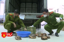 Phát hiện vụ vận chuyển 100 cá thể rùa từ Đà Nẵng ra Hà Nội tiêu thụ