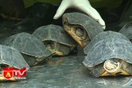 Cuối năm "nóng" tình trạng mua bán động vật hoang dã quý hiếm