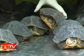 Cuối năm "nóng" tình trạng mua bán động vật hoang dã quý hiếm