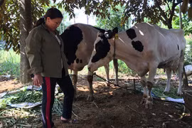 Nông dân Ba Vì nuốt nước mắt bán đàn bò sữa