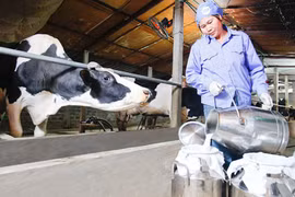 Cần ngay giải pháp cứu đàn bò sữa Ba Vì 