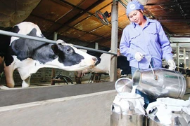 Cần ngay giải pháp cứu đàn bò sữa Ba Vì 