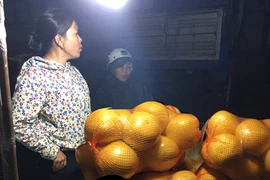 Bưởi lạ thâm nhập thị trường Hà Nội