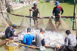 Cảnh báo hiện tượng Trung Quốc mua cá tra non