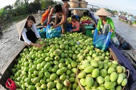 Siết kiểm dịch, vô tình kích thích xoài nhập lậu 