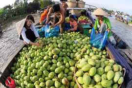 Siết kiểm dịch, vô tình kích thích xoài nhập lậu 