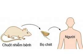 WHO cảnh báo đại dịch “cái chết đen” 
